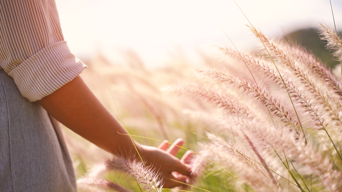 Closeup of Woman's Hand Touching Wheat Flower